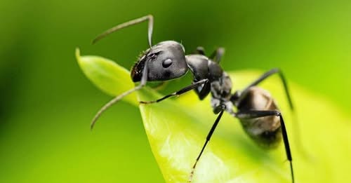 ধর্ষণের চেষ্টাকারীকে কালো পিঁপড়ার আক্রমণ! ধর্ষণ থেকে বাঁচলো তরুণী!